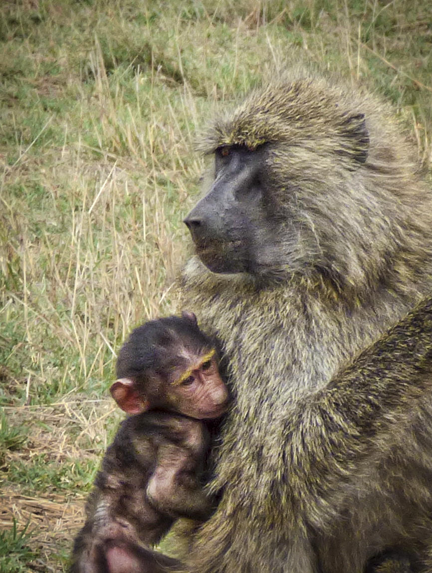 Baboon and Baby