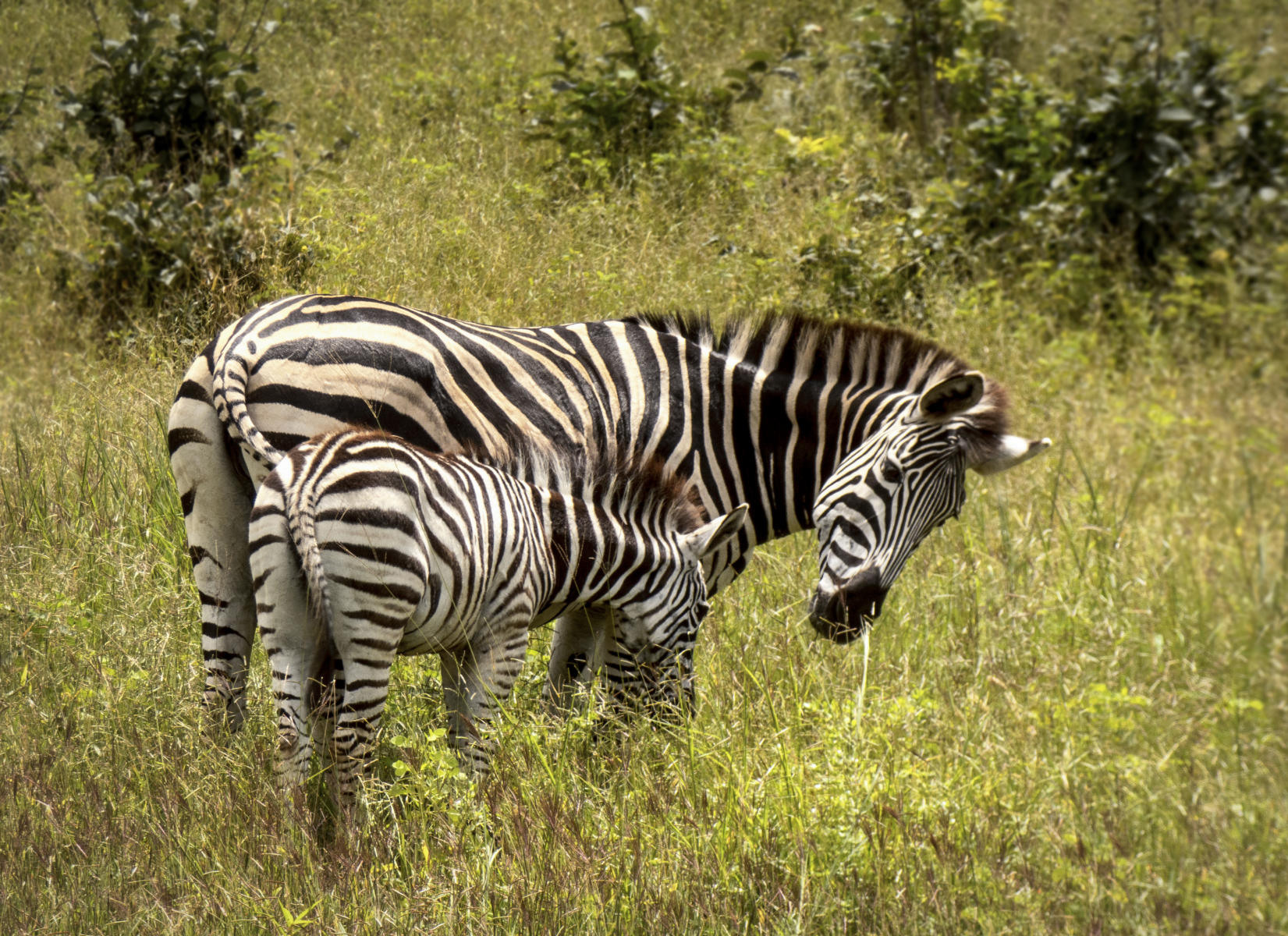 Zebra and Baby