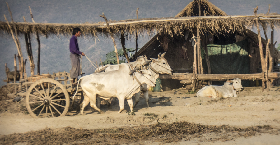 71- Ox Cart