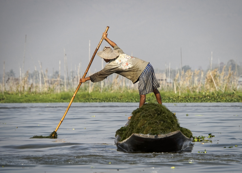 51- Harvesting Seaweed-Floating Gardens