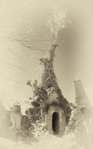 53- Temple Growing Tree
