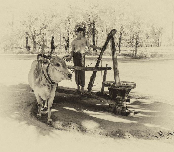 162- Making Peanut Oil
