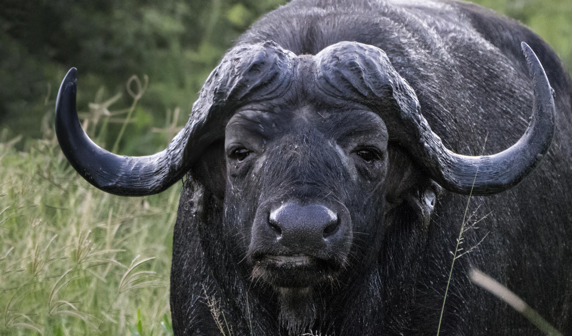 Old Cape Buffalo