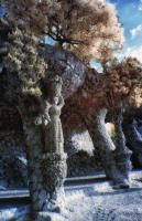 © C Carmichael 2004 - 2025
