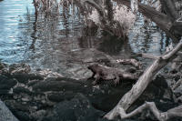 © C Carmichael 2004 - 2024
