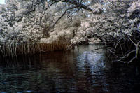 © C Carmichael 2004 - 2024