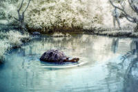 © C Carmichael 2004 - 2024