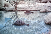 © C Carmichael 2004 - 2024